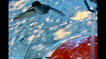 Hummingbird Feeder Fun | My Backyard Friends