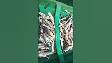 Giăng lưới cá sông ở Cà Mau #shorts