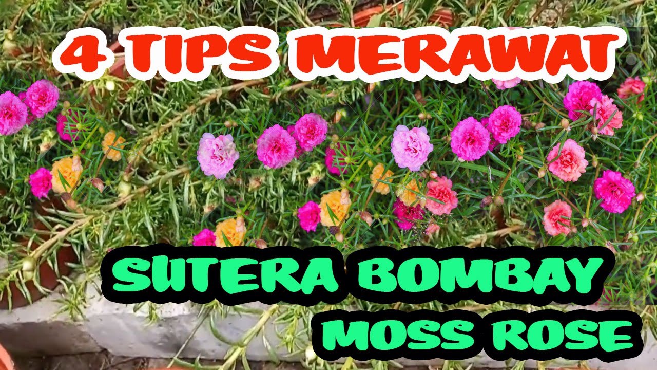 4 TIPS MERAWAT SUTERA BOMBAY / MOSS ROSE