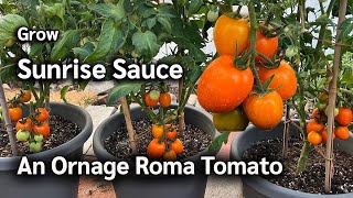 How to Grow Orange Roma Tomato from Seeds in Pots | Sunrise Sauce Tomato