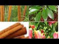 How to grow Cinnamon plant at home | Cinnamomum verum