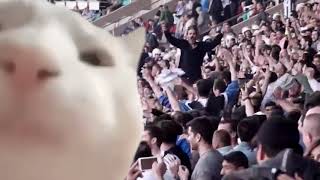 Cat Vibing With Bilal Göregen - İzmir Taraftarları Edition