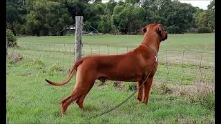 Rhodesian Ridgebacks Learning Boundaries by dauntless 2,560 views 1 year ago 21 seconds