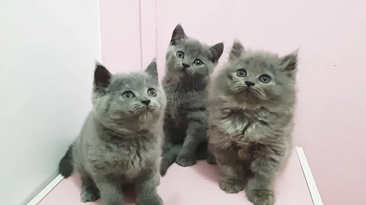 Watch the video about British Long hair and British Short Hair