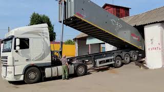 MEGA Light 42m3 и DAF XF - выгрузка рапса / unloading rapeseed