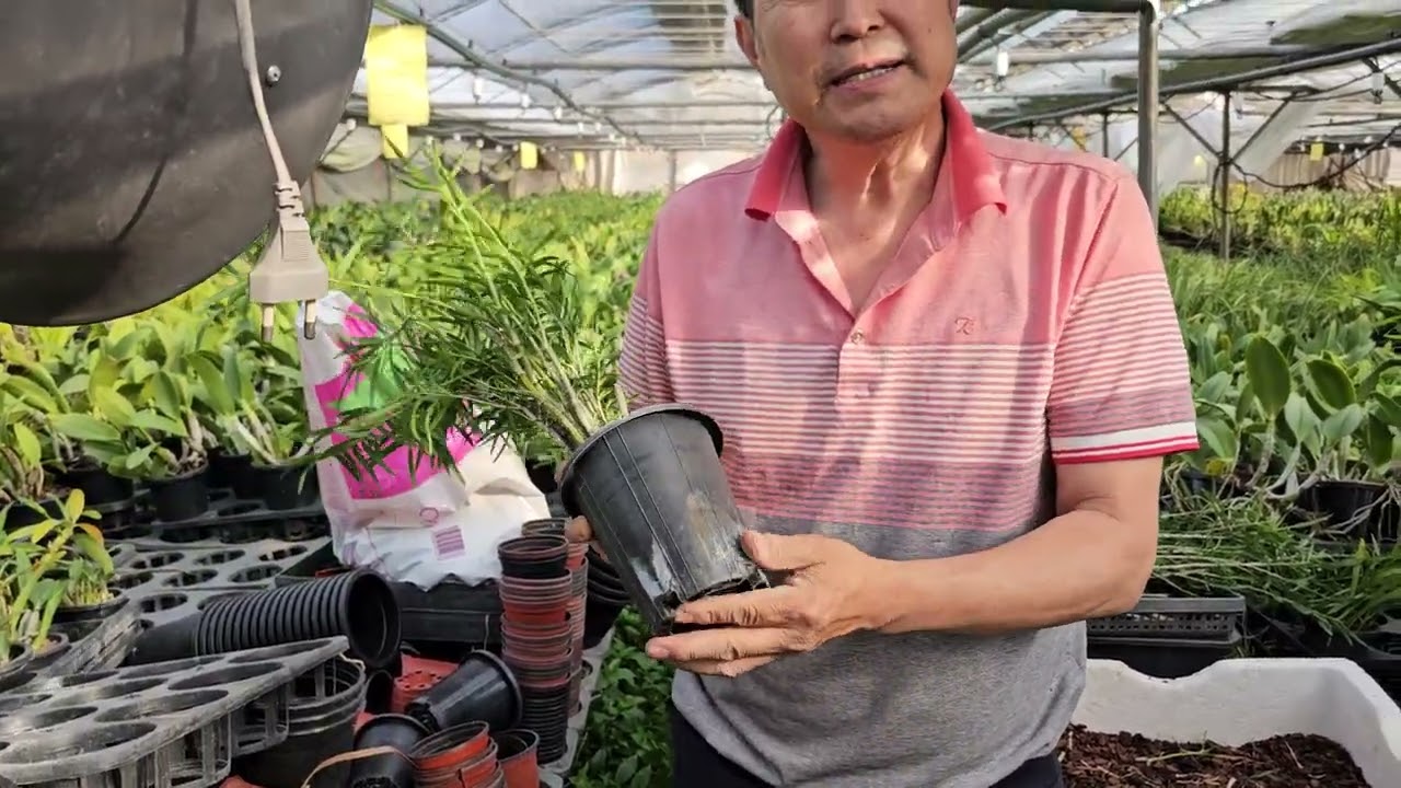 5월 분갈이 팁 뉴질랜드바크 죽엽석곡(죽도석곡) hancockii 분주하기