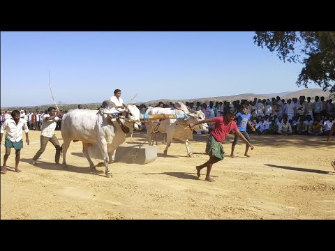 ఒంగోలు జాతి బండలాగుడు పోటీలు | Ongole Bulls Stone Race 2020 | Bull Fighting Telugu | #VillageShow