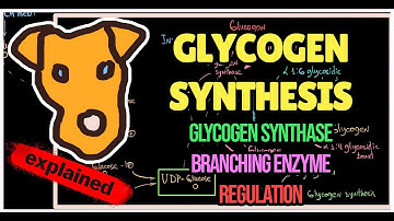 Glycogen Synthesis. Regulation. Mechanism of Glycogen synthase. Branching enzyme.