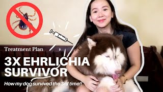 THREE TIME EHRLICHIA SURVIVOR | MY DOG'S EHRLICHIA JOURNEY | TIPS AND AFTER CARE