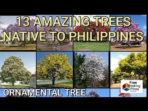 Video: Ano ang orange growth sa mga cedar tree?