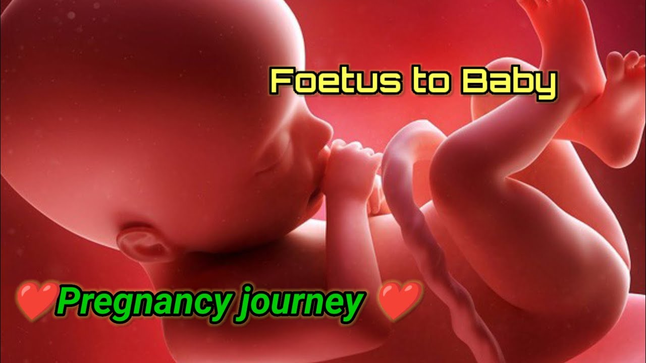 From Foetus to Baby: A Journey Through Pregnancy
