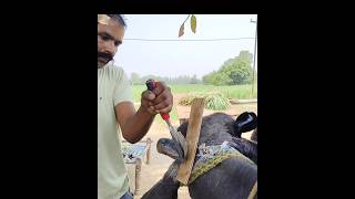 #viralvideo #shortsfeed #viral #animals #farming #murraha