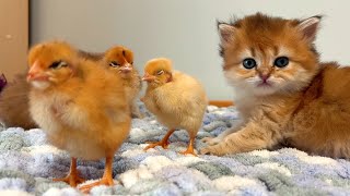 So cute funny!  The process of kittens and chickens making friends. Video of chickens and kittens