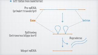 Hur mRNA-molekylen mognar (splitsning)