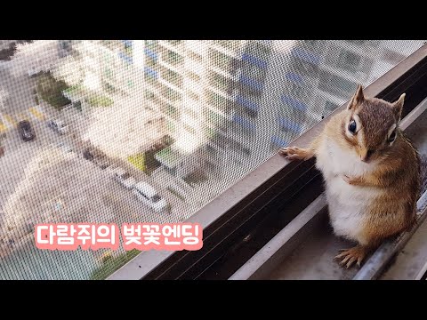 다람쥐의 벚꽃엔딩