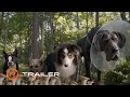 Strays - Official Trailer (2023) - Will Ferrell, Jamie Foxx