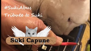 Entry (Donated) into #SukiAbus [127]