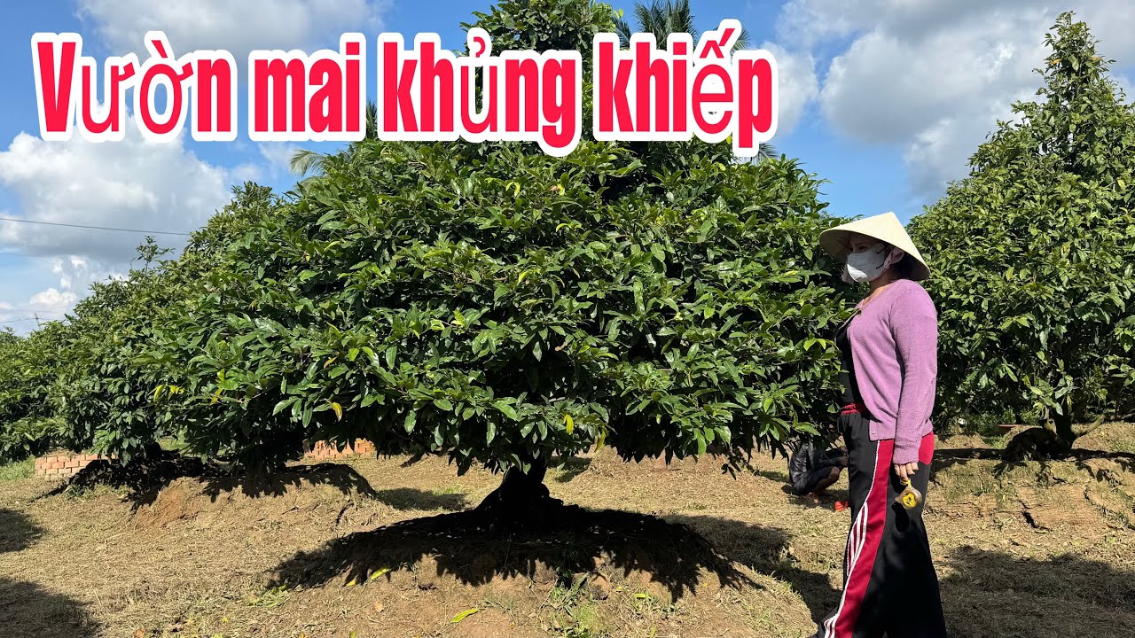 18/11/ mai vàng chơi Tết. ☎️ 0938852666 👉 ( gặp chị tuyền) bon sai chuẩn. Cây già mùa 