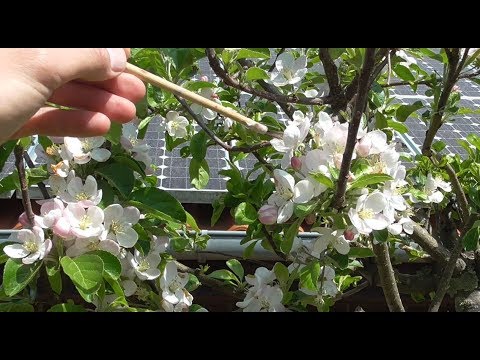Video: Grapefruitbaumbestäubung - Tipps zur manuellen Bestäubung von Grapefruitbäumen