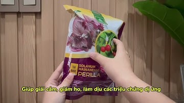 Trà cà gai leo tía tô sadu có tốt không, công dụng có gì? 0965.927.986 zalo Tư Vấn