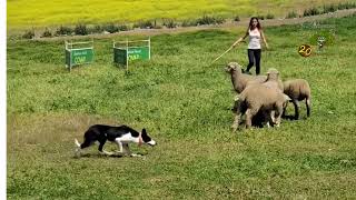 Concurso de Pastoreo con perro en la Feria Agroganadera by El Quincenal de Los Pedroches 457 views 3 weeks ago 7 minutes, 46 seconds