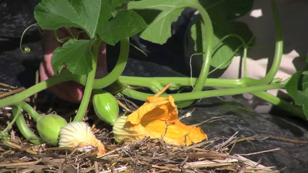 Gardening How-To: Pollinating Winter Squash