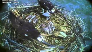 MNSA Osprey-Cam: another Fluke 6/11/11