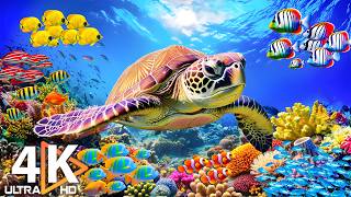 Download Lagu Keajaiban Laut Dalam 4K – Kehidupan Laut \u0026 Hewan Laut dengan Musik Tidur yang Menenangkan #1 MP3