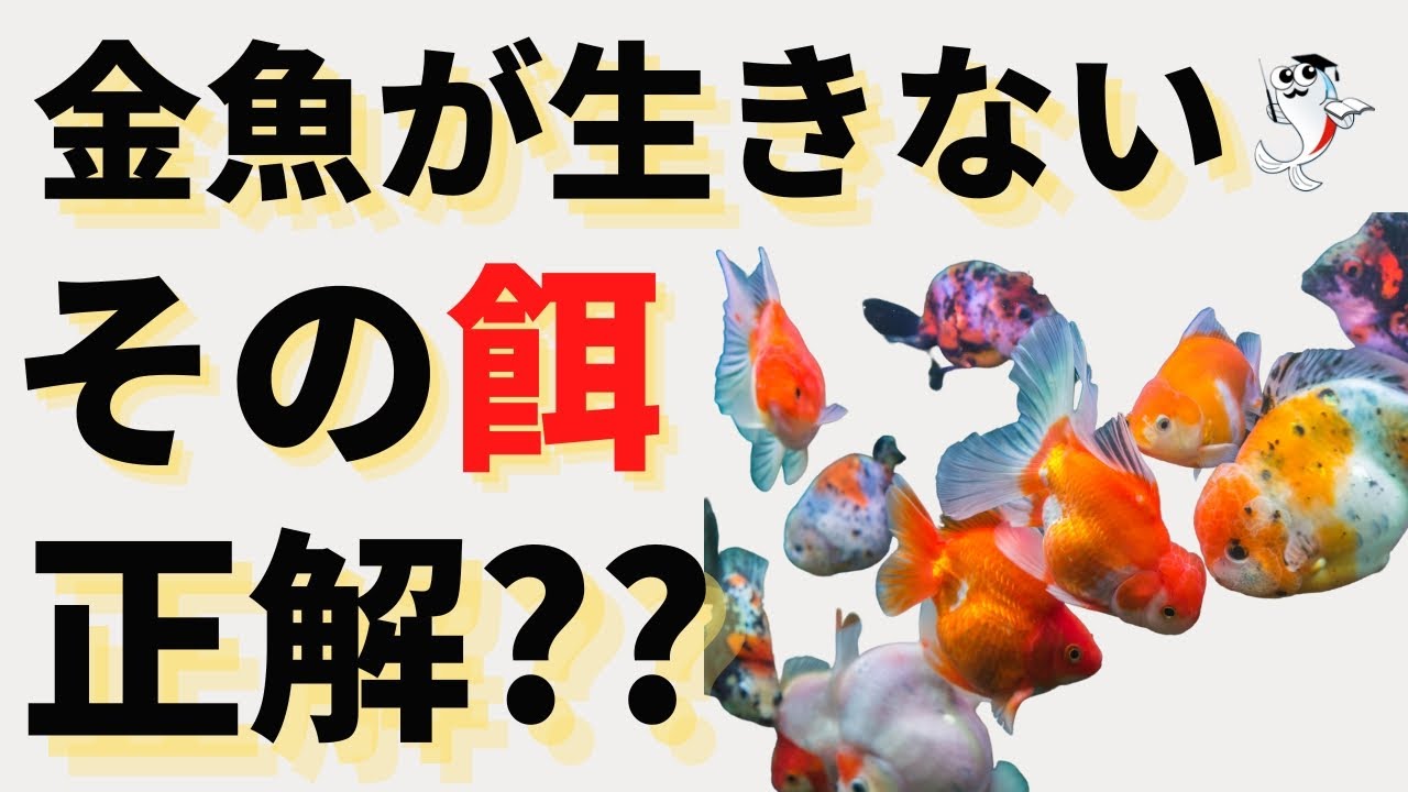 【金魚入門】金魚を上手に飼育する人がこだわる3要素(餌・青水・水温)