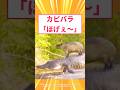【2ch面白いスレ】カピバラ「ほげぇ～」#2ch#2ch面白いスレ#2ちゃんねる