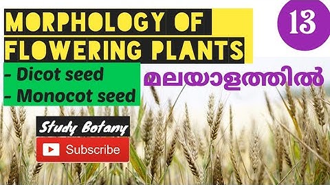 SEED | MONOCOT, DICOT STRUCTURE MORPHOLOGY OF FLOWERING PLANTS PLUS ONE BIOLOGY MALAYALATHIL NCERT