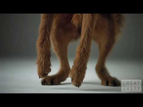 Pedigree Dogs ad shot 1000 FPS using the Phantom c...