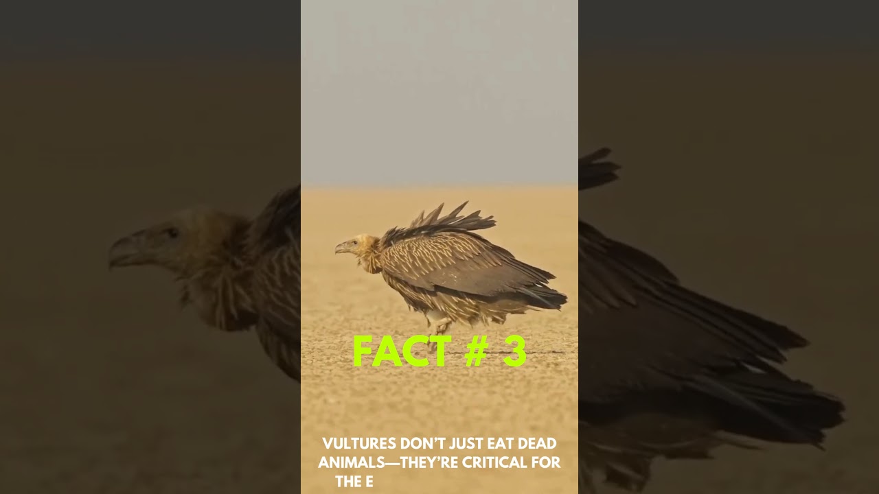 The Superpowers of Vultures You Never Knew About!