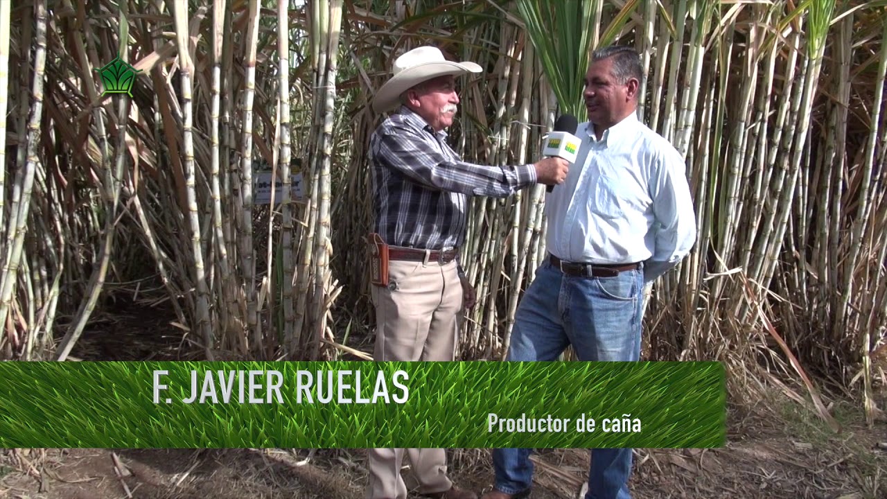 Agroscience | Nutrición de Alto Rendimiento para Caña ITV 92-1424