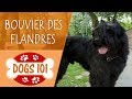 Dogs 101 - BOUVIER DES FLANDERS - Top Dog Facts About the BOUVIER DES FLANDERS