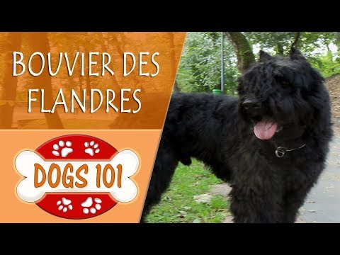 Video: Perro De Raza Bouvier Des Flandres Hipoalergénico, Salud Y Vida