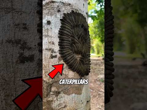 3 يرقات ذات أحجام غير عادية والأخيرة تبدو وكأنها وحش من أفلام الخيال العلمي