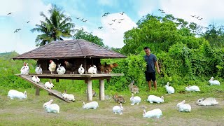 Simple And Cheap Rabbit Cage Construction! Farm Hacks And Creative Ideas for A Successful Farming!