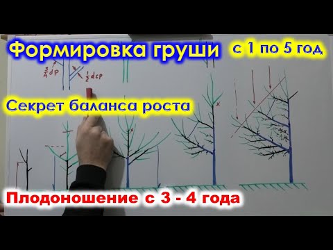 Формировка ГРУШИ разреженно-ЯРУСНОЙ КРОНОЙ с 1 по 5 год. Ускоряем плодоношение.