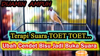 Terapi Suara Toet Toet Ubah Cendet Bisu Buka Suara Cendet Gacor  Isian