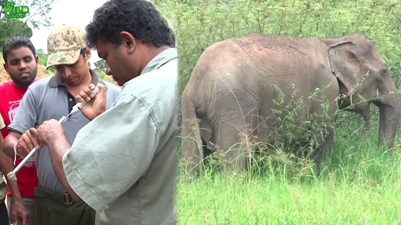 How wildlife officers shoot elephants with tranquilizer guns for