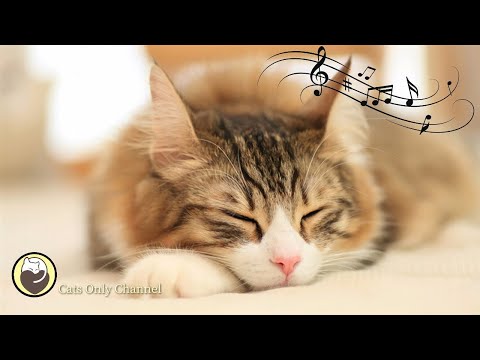 Harp Music to Calm Your Cat ♬ Relaxing Cat Music Mix ♬ Relaxation and Sleep Music