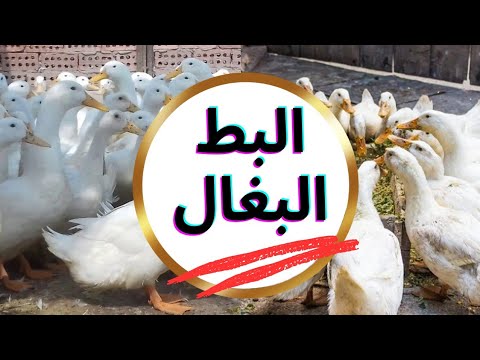 كل ما تريد معرفته عن تربية البط البغال ازاى امنع الافتراس فى البط