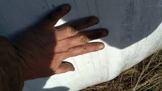 How long will plastic last on baleage? Lets find out!
