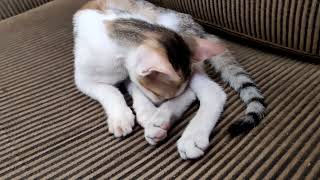 Time for relaxation 💤😴 by CAT Lover 89 views 2 years ago 59 seconds