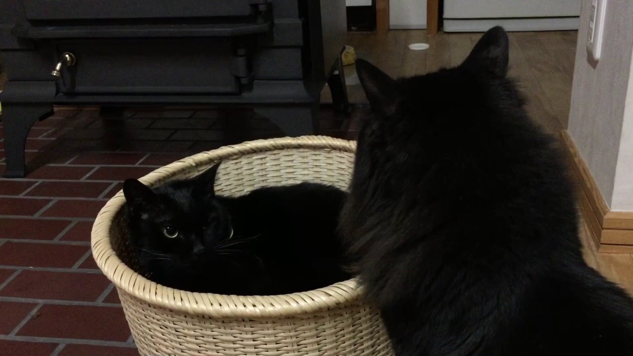 馬とニャンコと男と女 この後ろ姿は Youtube