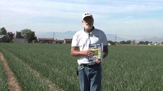 Onion Nutrient Management