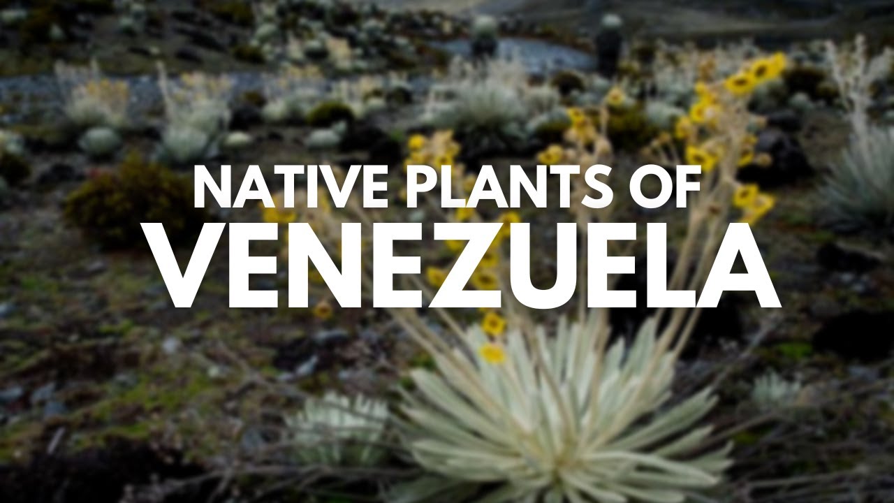 Plants in Venezuela What Are the Native Plants of Venezuela? YouTube