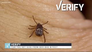 VERIFY: Can bed bug bites be harmful to your health?