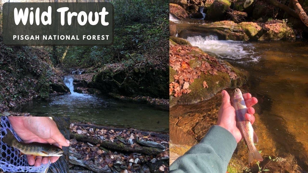 Beautiful Native Brook & Rainbow Trout Fishing in Pisgah National